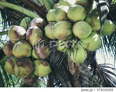 Coconut tree in the middle of the field Coconut tree in the middle of the field 37816268