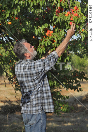 Farmer picking apricot fruit in orchard 37816364