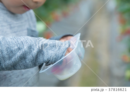 苺狩りをする子供　いちご狩り　果物狩り　果実　赤い実　ストロベリー　幼児　 37816621