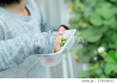 苺狩りをする子供 いちご狩り 果物狩り 果実 赤い実 ストロベリー 幼児 苺狩りをする子供 いちご狩り 果物狩り 果実 赤い実 ストロベリー 幼児 37816632