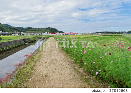 浦富　コスモスロード 37816668