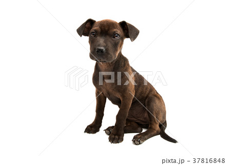 puppy terrier isolated 37816848