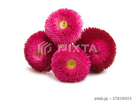 Beautiful daisy flowers isolated Beautiful daisy flowers isolated 37816915