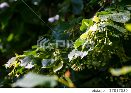 branch of linden tree against the blue sky 37817089