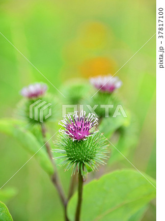 ゴボウの花-33885 37817100