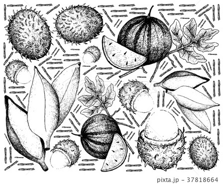 Hand Drawn of Fresh Fruit on White Background 37818664