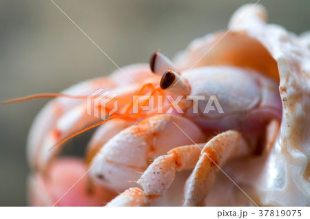 Hermit crab close-up Hermit crab close-up 37819075