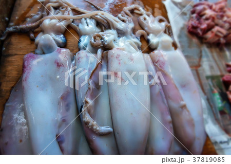 Fresh squid at fishmarket 37819085