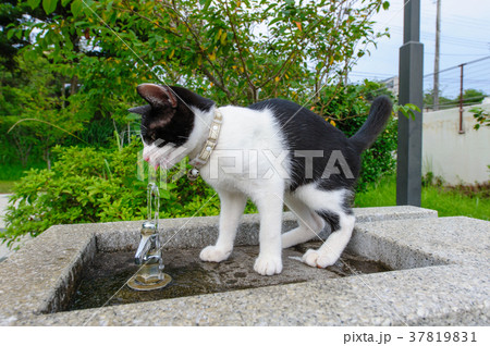 水飲み場のハチワレ猫 水飲み場のハチワレ猫 37819831