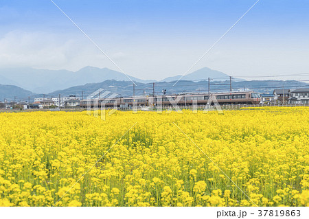 菜の花畑　小田急線　特急ロマンスカー　30000形　EXE　 37819863