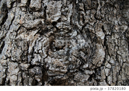 claw bark texture rough texture and eyeball 37820180