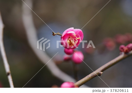 梅ちらほら 37820611