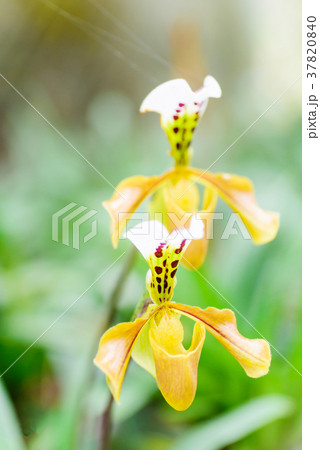 Yellow Paphiopedilum orchid flower  37820840