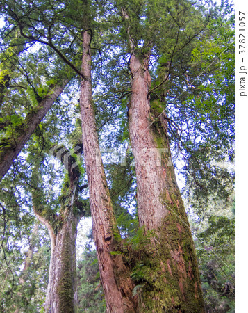 台湾 阿里山国家森林遊楽区 遊歩道 巨大タイワンヒノキの原生林 台湾 阿里山国家森林遊楽区 遊歩道 巨大タイワンヒノキの原生林 37821057