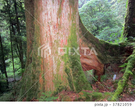 台湾　阿里山国家森林遊楽区　遊歩道　巨大タイワンヒノキの原生林 37821059