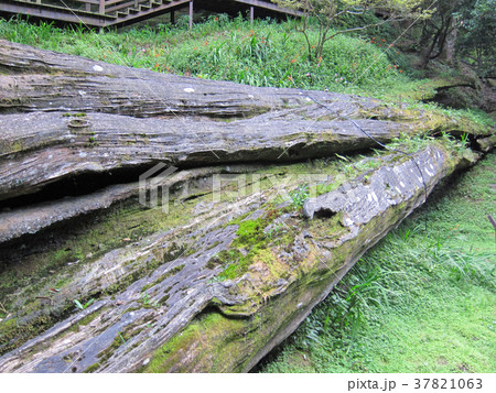 台湾　阿里山国家森林遊楽区　香林神木　一代目　タイワンヒノキ 37821063