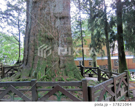 台湾 阿里山国家森林遊楽区 香林神木 三代目 タイワンヒノキ 台湾 阿里山国家森林遊楽区 香林神木 三代目 タイワンヒノキ 37821064