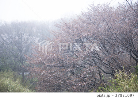 桜 37821097