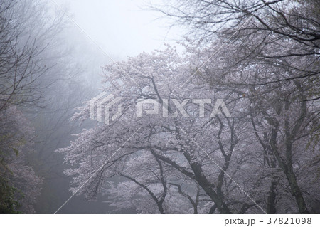 桜 37821098