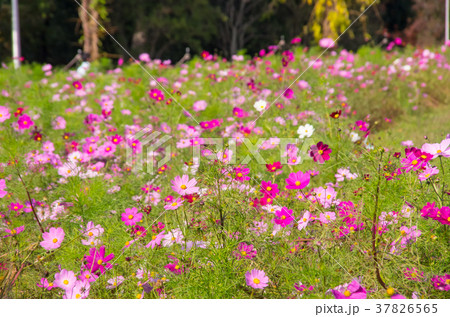 コスモス畑 37826565