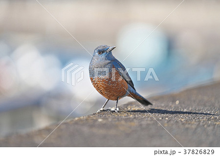 琵琶湖のイソヒヨドリ 37826829