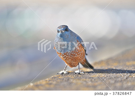 琵琶湖のイソヒヨドリ 37826847