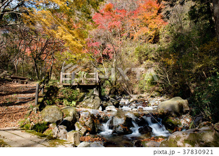 秋の蛇渕の滝遊歩道 37830921