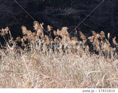 枯れすすき 37833810