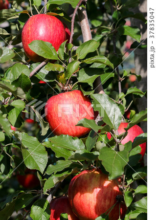 真っ赤なリンゴ 長野県産 真っ赤なリンゴ 長野県産 37835047