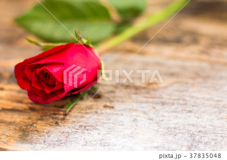red rose. Green stalk placed on old wooden floor red rose. Green stalk placed on old wooden floor 37835048