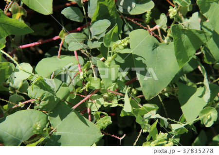 イシミカワの花と葉 イシミカワの花と葉 37835278