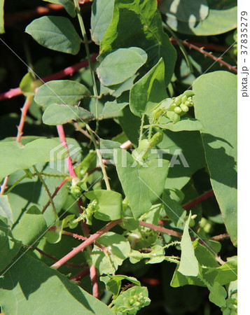 イシミカワの花と葉 イシミカワの花と葉 37835279