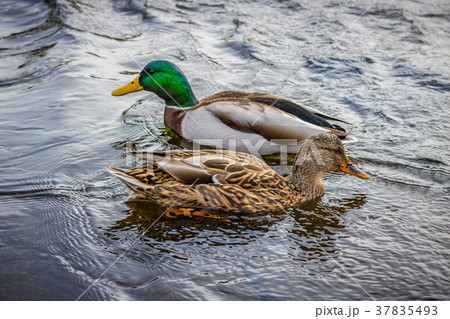 【静岡県】神田川のマガモの番い 【静岡県】神田川のマガモの番い 37835493