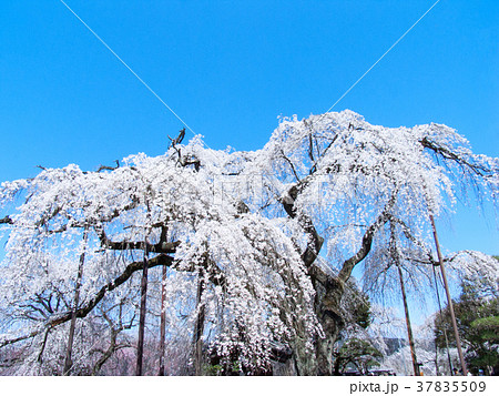 秩父市　清雲寺　しだれ桜　江戸彼岸（天然記念物） 37835509