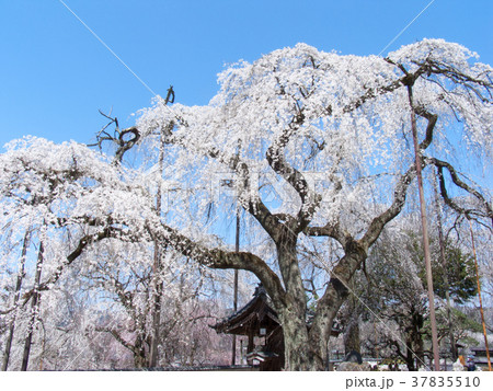 秩父市　清雲寺　しだれ桜　江戸彼岸（天然記念物） 37835510