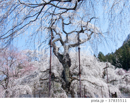 秩父市　清雲寺　しだれ桜　江戸彼岸（天然記念物） 37835511