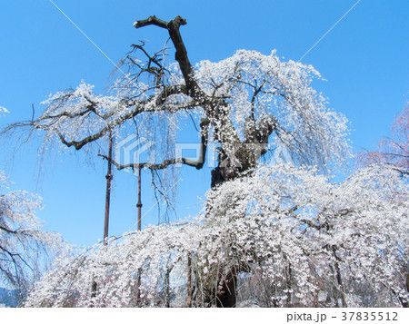 秩父市　清雲寺　しだれ桜　江戸彼岸（天然記念物） 37835512