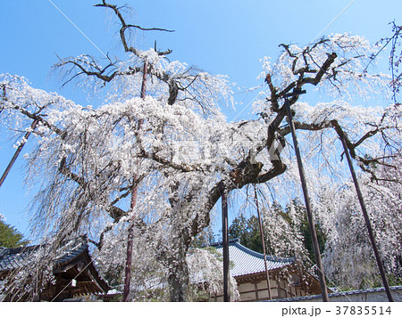 秩父市　清雲寺　しだれ桜　江戸彼岸（天然記念物） 37835514