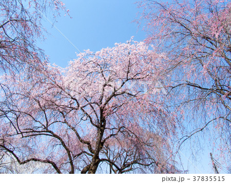秩父市　清雲寺　しだれ桜　江戸彼岸（天然記念物） 37835515