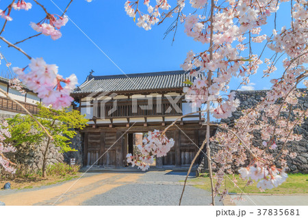 春の小諸城の大手門の風景 37835681