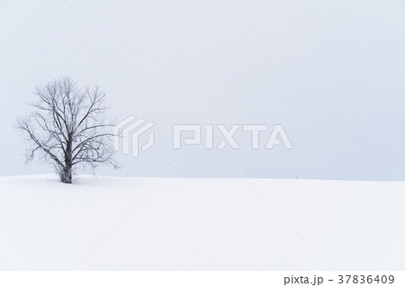 《北海道》美瑛の丘・雪原の大地 37836409