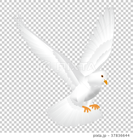 白い鳩のイラスト素材