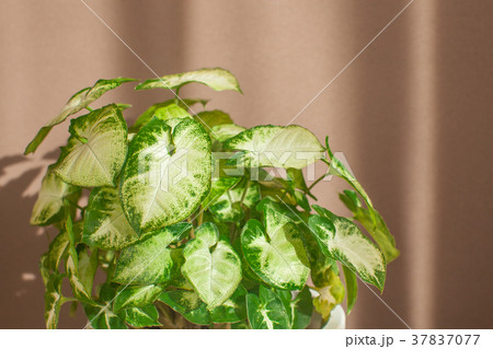 観葉植物　茶バック 37837077