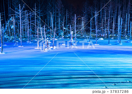 《北海道》青い池のライトアップ・美瑛町 37837286