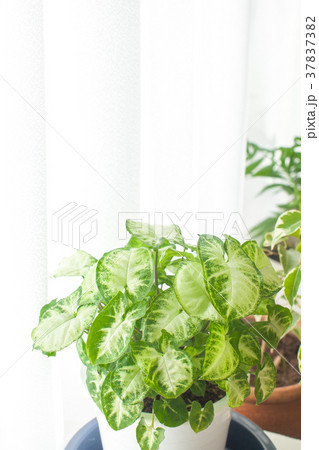 窓際の観葉植物 37837382