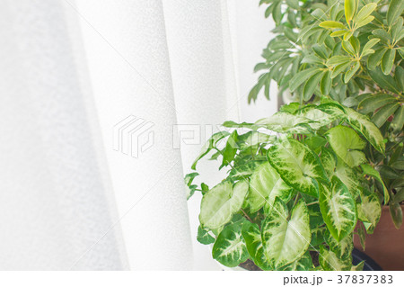 窓際の観葉植物 37837383