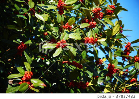 タラヨウの赤い実 37837432