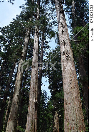 羽黒山の杉並木 37838152