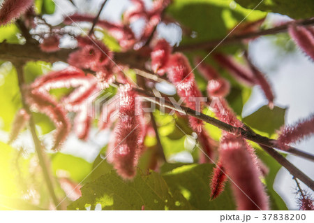 red puffy exotic flower in garden 37838200