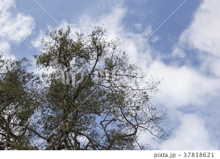 branch of tree on sky from bottom view branch of tree on sky from bottom view 37838621